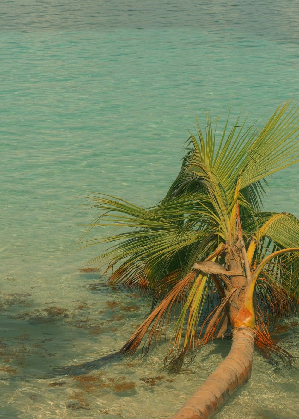Un palmier au-dessus du lagon turquoise en Guadeloupe